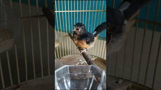 Download lagu Suara kasar murai trotol gacor pemancing emosi trotolan pendiam gak mau bunyi#Shorts mp3 Download lagu Suara kasar murai trotol gacor pemancing emosi trotolan pendiam gak mau bunyi#Shorts mp3