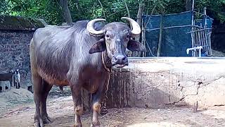 Buffalo for sell. Phone Number- 9775315392
