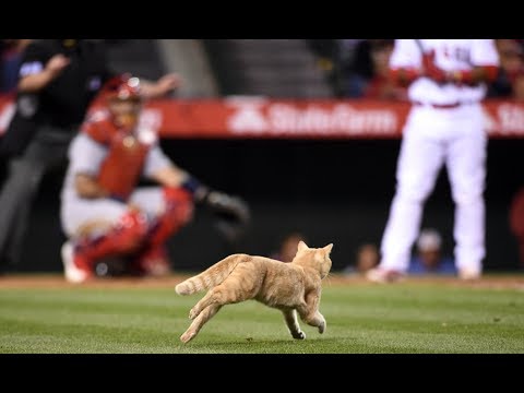 MLB: Animal Interference Video