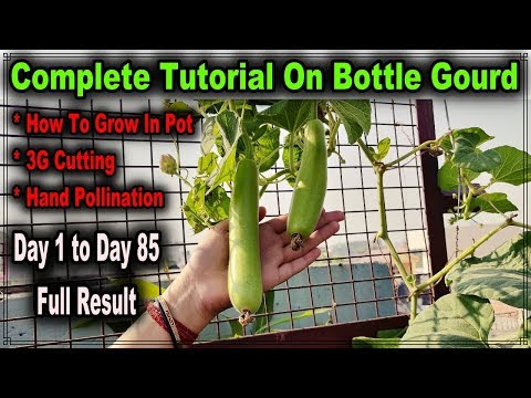 download lagu mp3 mp4 Bottle Gourd Seeds, download lagu Bottle Gourd Seeds gratis, unduh video klip Bottle Gourd Seeds