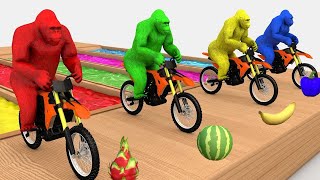 Download lagu Kucing - Bebek - Kambing - Lagu Anak Anak mp3