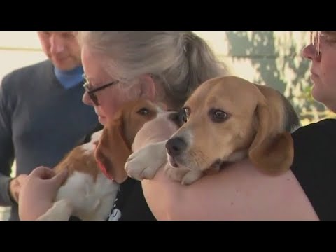 Beagles rescued from animal testing lab come to Anaheim