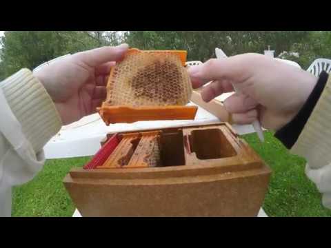 Ladda Apidea i Kungsladugårds bigård