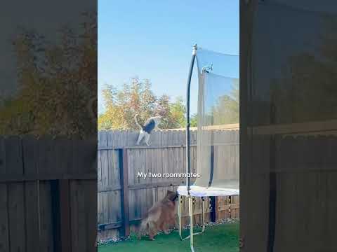 Un chat fou marche sur la clôture tandis que son chien le suit.