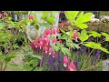 Dicentra spectabilis (Old Fashioned Bleeding Heart)❤️❤️// A Hardy, Tough, Tenacious, Elegant BEAUTY!