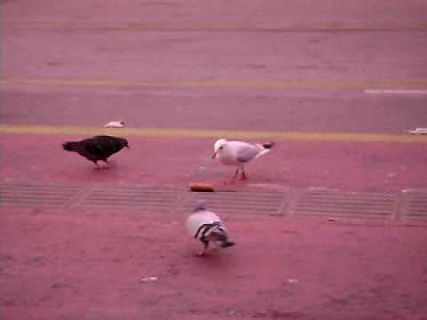 Hier geht es um die Wurst