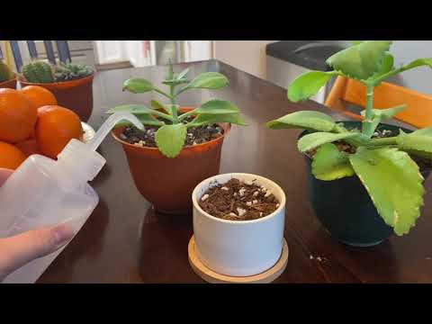Interview a Plant - Mother of Thousands Kalanchoe!