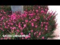Gaura lindheimeri Pink Fountain. Garden Center online Costa Brava - Girona.