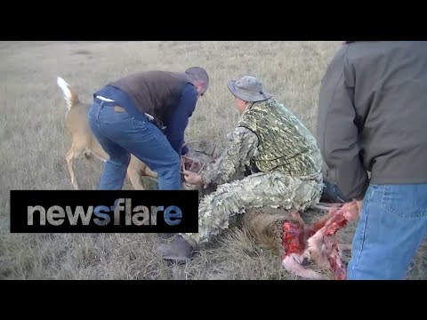 Coyotes attack whitetail deer locked in antlers of another deer. Video