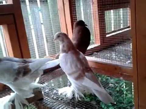 4 PAST MIDNIGHT (PETER4PM) MY FANCY PIGEONS