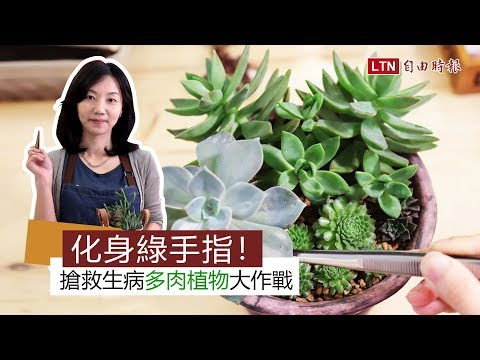 搶救生病多肉植物