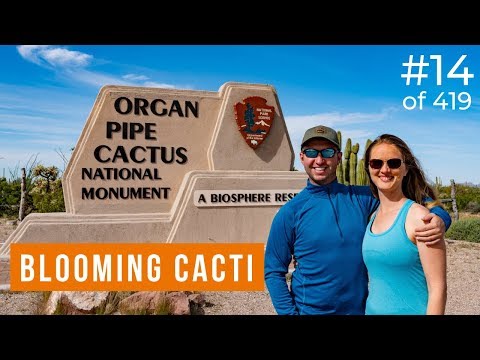 Ajo Mountain Drive in Organ Pipe Cactus National Monument (14 of 419) Video