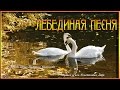 Лебединая песня 