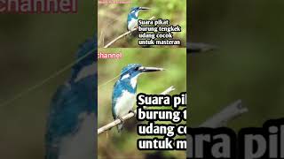 Download lagu Suara pikat burung tengkek udang mp3