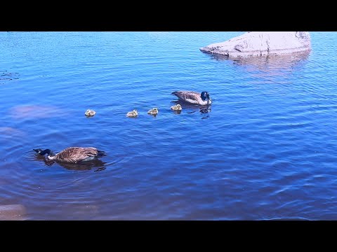 Truce Called Between the Goose Families 🪿🪿🐥🐥