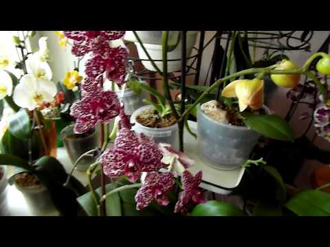 Бросаем свои орхи на произвол))). Подготовка орхидей.