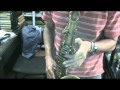 Easy Living - Steve Grossman's solo
