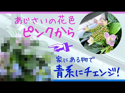 美しい青い花をより効果的に活用するには、セアノサスをいつ、どのように植えればよいでしょうか?  庭園
