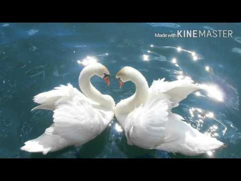 download lagu mp3 mp4 песня в мире животных со словами, download lagu песня в мире животных со словами gratis, unduh video klip Download песня в мире животных со словами Mp3 dan Mp4 Music Gratis