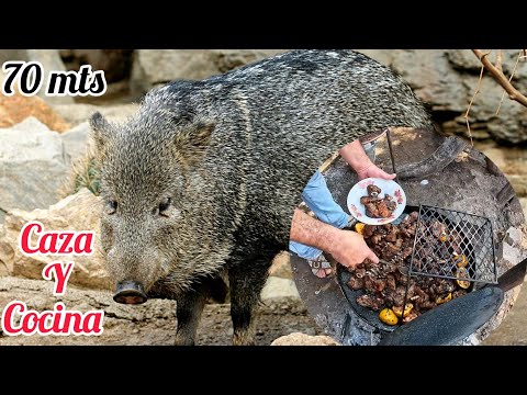 Caza Y Cocina De Jabalí Pecarí - DISPARO A 70mts CON RIFLE DE AIRE