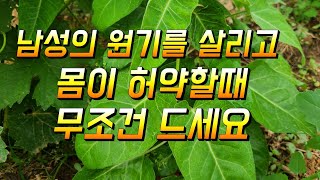 원기회복과 허약체질인 분들은 무조건 드세요 최고의약재 박주가리 입니다