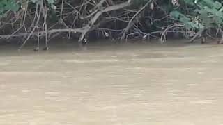 preview picture of video 'Heboh.!!   Muncul nya lumba lumba di sungai kualuh.desa kuala beringin, labuhan batu utara.'