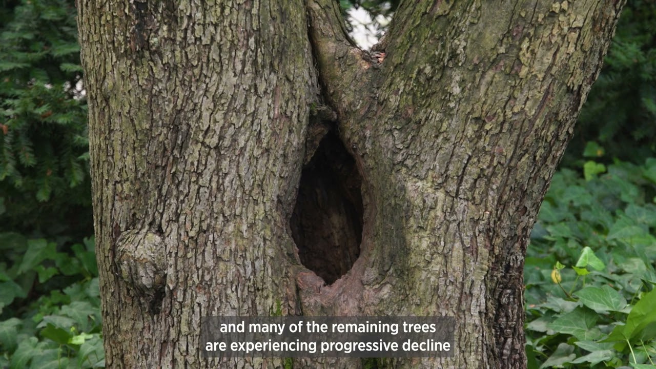 Central Park Conservancy Crabapple Restoration