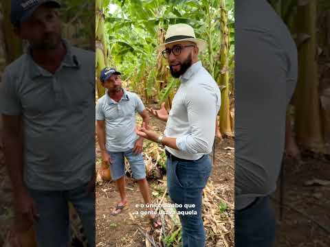 Agricultura familiar na voz de um agricultor! Produção de banana na região de Nazarezinho-PB