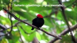 preview picture of video 'Algunas de las aves de Nuquí.'