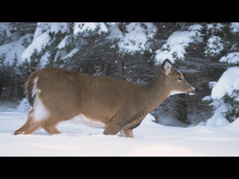 Whitetail deer hunting trip, Anticosti 2016