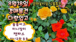식물튜브 양재꽃시장 경매물건 입고현황 가을맞이 다량입고소식  (플름바고, 페라고늄, 미니국화, 가든멈, 미니…