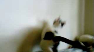 My cat Precious chasing a laser light