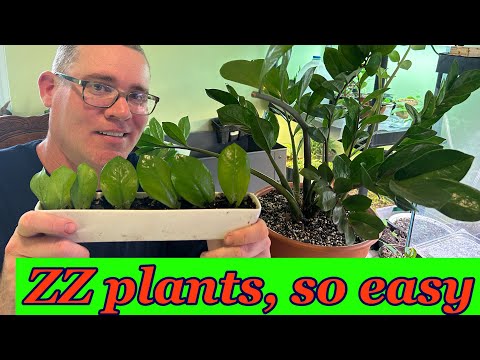 Propagate ZZ plants from leaf cuttings