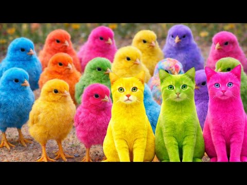 Tangkap Ayam Lucu, ayam warna warni, ayam rainbow, kelinci lucu, bebek lucu, ikan koi, Hewan Lucu