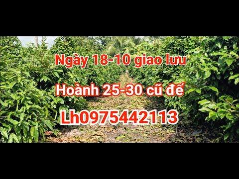 Ngày 18-10 giao lưu vườn hoành 25-32 lh0975442113@binhloimaivang54 @maivangthanghuynh54