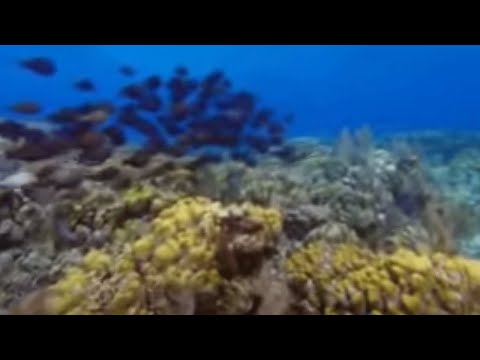 Second Largest Barrier Reef on Earth | Wild Caribbean | BBC Studios Video