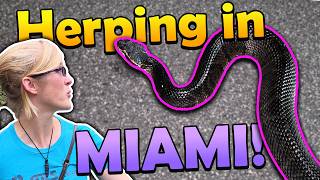 Finding Weird Reptiles in Florida!