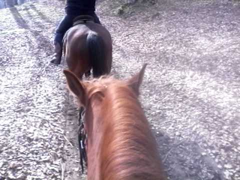 Pensiunea Ghiocelul Avrig