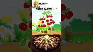 NUNCA Plante Mudas de Tomate Sem Fazer Isso Antes!