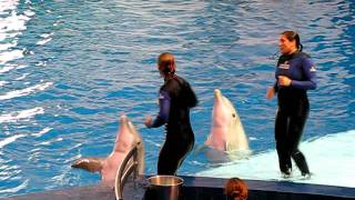 preview picture of video 'Dolphin Show - Visit to Baltimore Inner Harbor'
