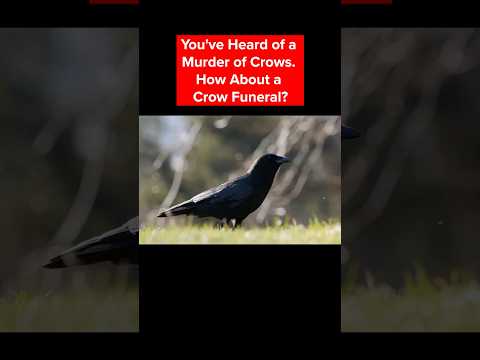 You Heard Of A Murder Of Crows. How About A Crow Funeral? | #DeepLook #shorts #crows