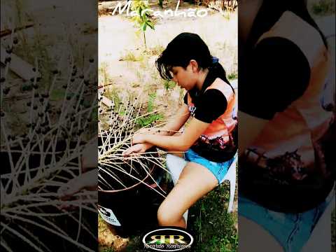 Santa Joana Vitória do Mearim Maranhão #turismonordeste #nordeste #turistandoemsp