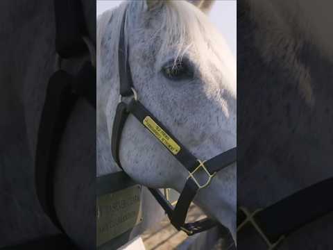 DID you know Silver Charm is the OLDEST living Kentucky Derby winner❓#kyderby