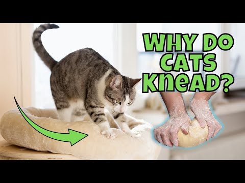 Why Does My Cat Knead (Make Biscuits)? *10 Possible Reasons*