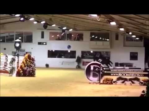 FOR SALE 11yo Gelding PUISANCE