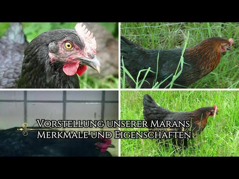 Hühner halten - Vorstellung unserer Marans - Merkmale und Eigenschaften | Die Woidtons