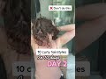 Easy jaw clip hack curly hairstyle wavy hairstyle