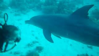 delfines | THISTLEGORM - ESTRECHO DE GÜBAL - EGIPTO  -  Hurgada Egypt foto 15