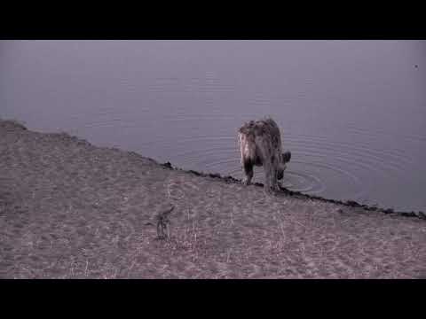 Djuma: Lone Hyena comes in for a drink - 18:04 - 09/30/18