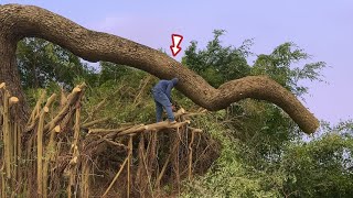 Cutting Down Overgrown Banyan Trees to a Terrifying Degree | Cutting Down Haunted Trees